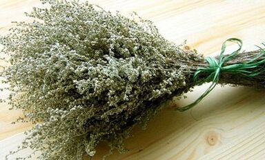 Wormwood kaip priemonė kovoti su parazitais