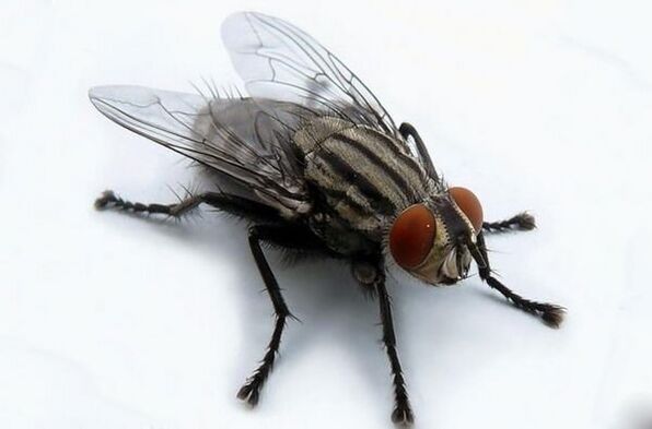 skristi kaip žmogaus parazitų nešiotojas