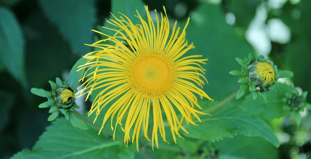 elecampane kovoje su parazitais