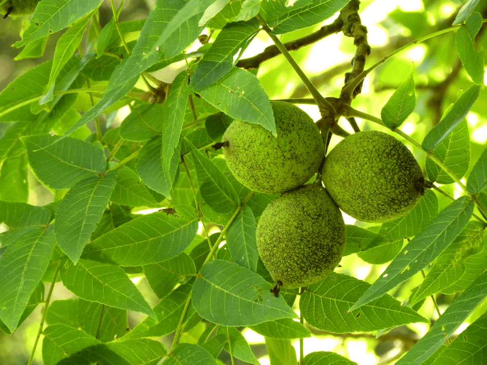juodasis riešutas kovojant su parazitais