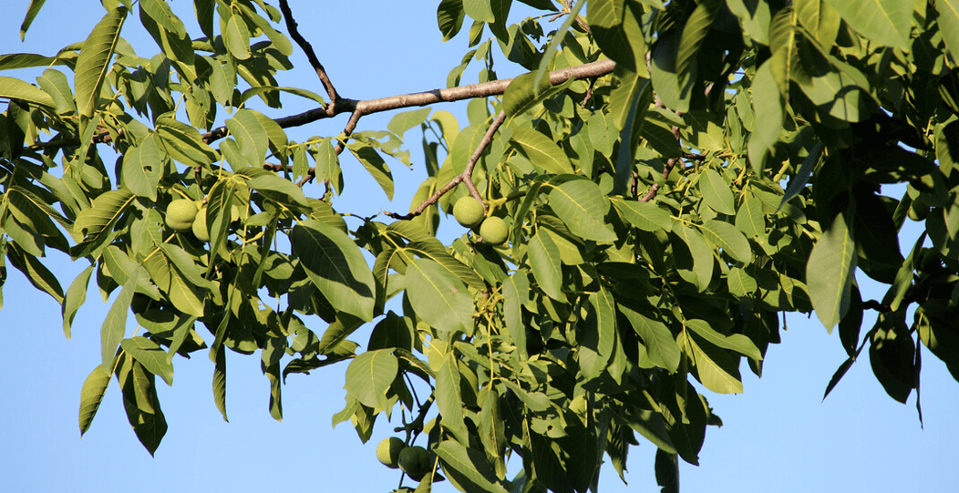 parazitai gyvena graikiniuose riešutuose
