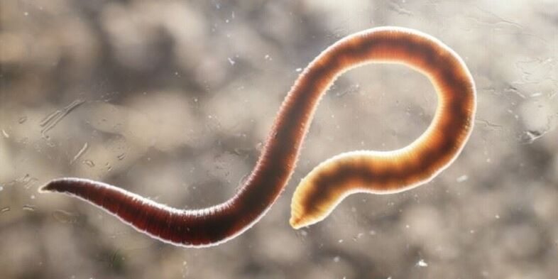 žmogaus pinworm kirminas
